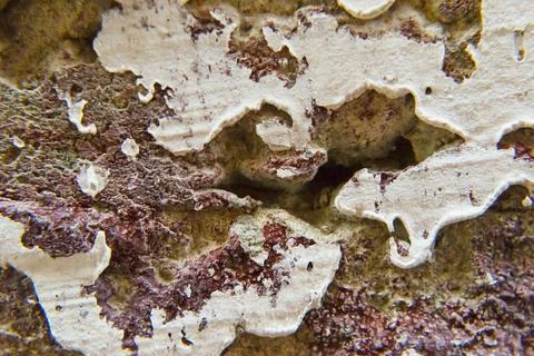 The texture of the background of the old wall. Stock Photos