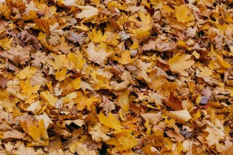 Texture, background or pattern. Yellow autumn maple leaves on ground. Orange  Stock Photos
