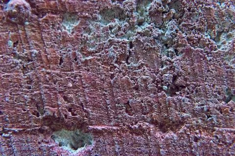 The texture of the background painted old wall. Stock Photos