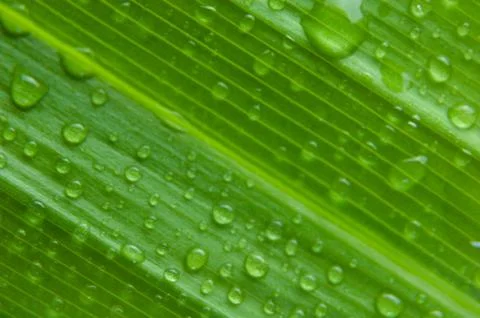 Texture Background Pandanus or Pandan leaves in morning dew with macro Stock Photos