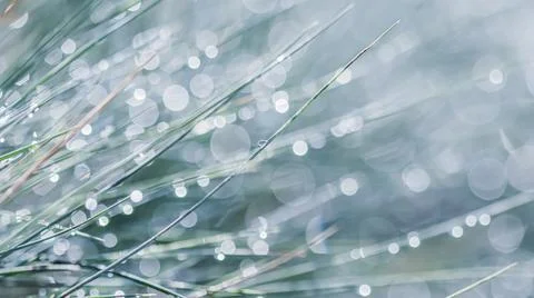 Texture, background, pattern of decorative grass Blue Fescue with rain drops 스톡 사진