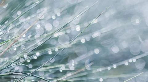  Texture, background, pattern of decorative grass Blue Fescue with rain dr... Stock Photos