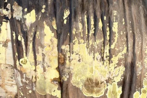 Texture background pattern Element of design Stock Photos