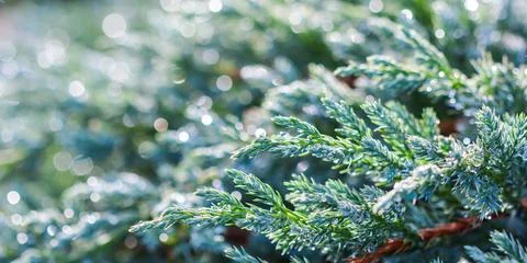 Texture, background, pattern of evergreen juniper with rain drops. Bokeh with Stockfoto's