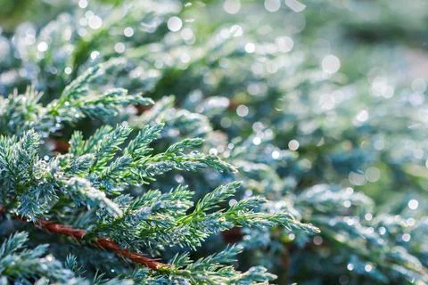 Texture, background, pattern of evergreen juniper with rain drops. Bokeh with Stockfoto's