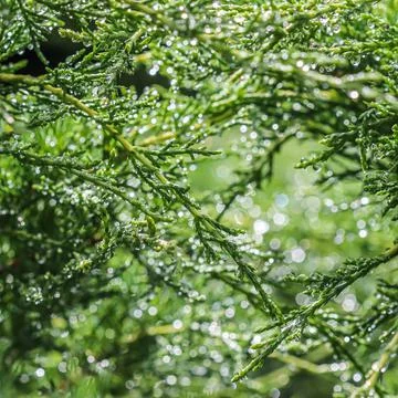Texture, background, pattern of green branches of evergreen juniper with rain Stockfoto's