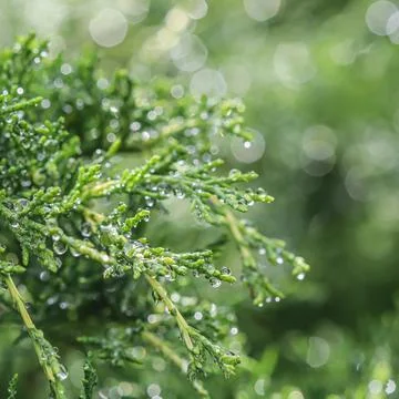 Texture, background, pattern of green branches of evergreen juniper with rain Stock Photos