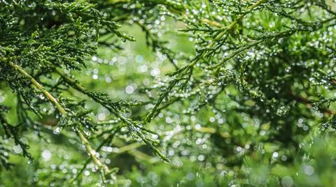 Texture, background, pattern of green branches of evergreen juniper with rain Stockfoto's