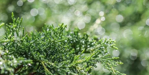 Texture, background, pattern of green branches of evergreen juniper with rain Stock Photos