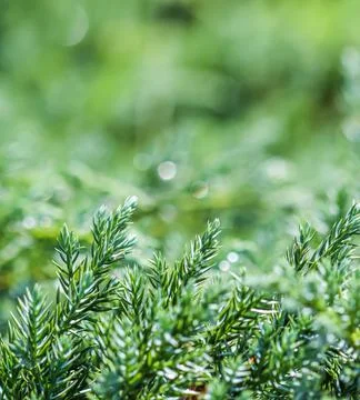 Texture, background, pattern of green branches of decorative coniferous Stock Photos