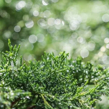 Texture, background, pattern of green branches of evergreen juniper with ... Stockfoto's