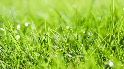 Texture, background, pattern of green grass. Bokeh with light reflection Stock Photos