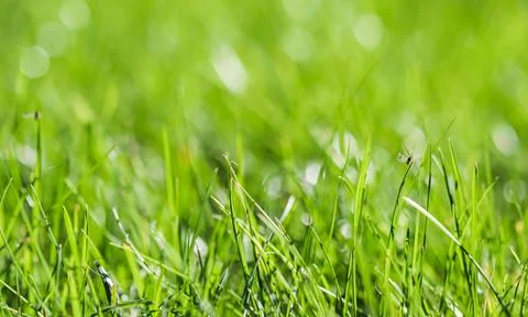 Texture, background, pattern of green grass with an insect. Bokeh with light Stock Photos