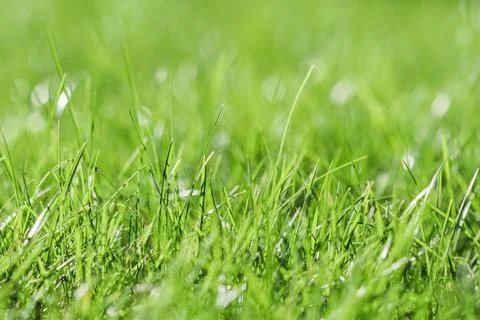 Texture, background, pattern of green grass with an insect. Bokeh with light Stock Photos