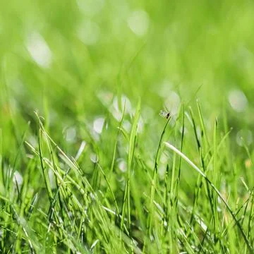  Texture, background, pattern of green grass with an insect. Bokeh with li... Stock Photos