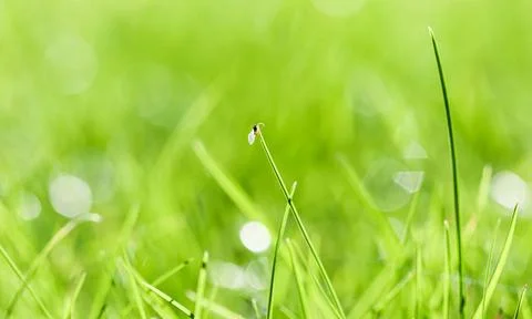  Texture, background, pattern of green grass with an insect. Bokeh with li... Stock Photos