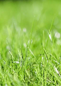 Texture, background, pattern of green grass with an insect. Bokeh with light Stock Photos