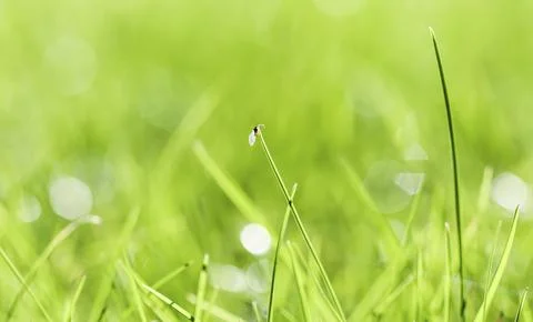 Texture, background, pattern of green grass with an insect. Bokeh with light Stock Photos