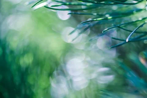 Texture, background, pattern of green needles of pine with rain drops. Bokeh Stock Photos
