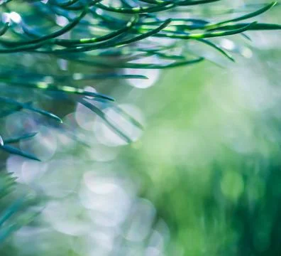  Texture, background, pattern of green needles of pine with rain drops. Bo... Stock Photos