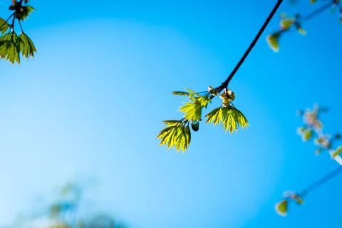 Texture background, pattern. Spring landscape, the first young leaves of trees Stock Photos