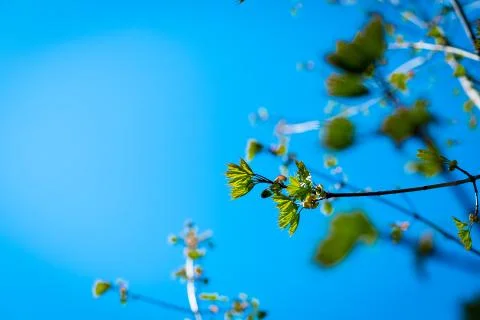 Texture background, pattern. Spring landscape, the first young leaves of trees Stock Photos