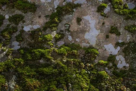 Texture, background, pattern. A stone with moss close-up. Stock Photos