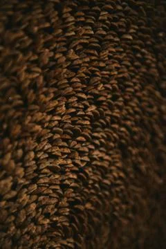 Texture background of petals of cones Stock Photos