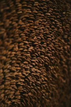 Texture background of petals of cones Foto stock