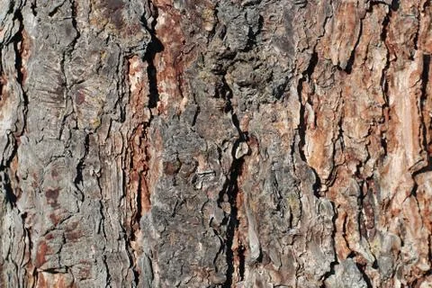 Texture for background of pine bark in brown tones. Wood tree for decoration  Stock Photos