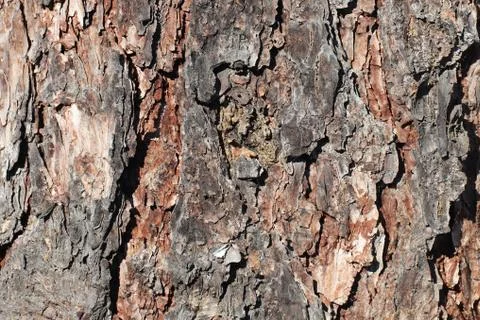 Texture for background of pine bark in brown tones. Wood tree for decoration  Stock Photos