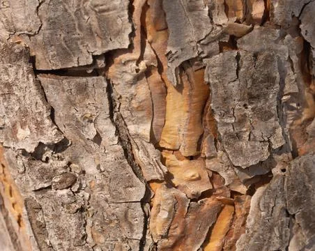 Texture background of pine bark. Wildlife concept Stock Photos