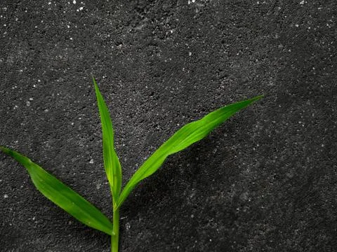 Texture background for quote write Stock Photos