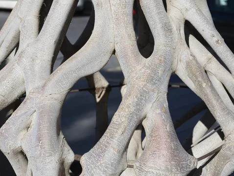 Texture background of rare roots Stock Photos