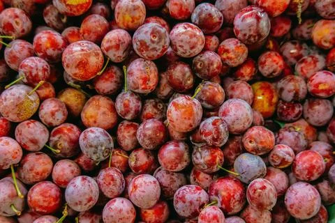 Texture background with red cherry trees Foto stock