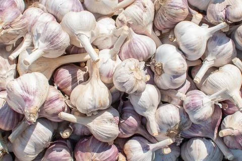 Texture background of ripe garlic. Stock Photos