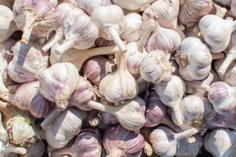 Texture background of ripe garlic. Foto stock