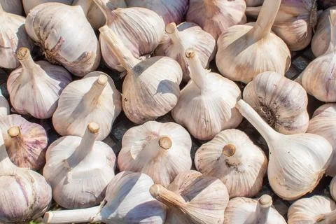 Texture background of ripe garlic. Stock Photos