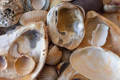 Texture background of shells of different shapes and sizes Stock Photos