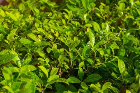 Texture Background of Tiny Green Leaves with Water Splash or Dew Drop Stock Photos