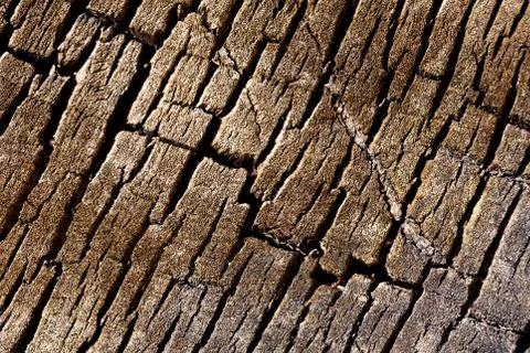 Texture background - tree cracked bark Stock Photos