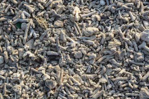 Texture background white corals sand beach Stock Photos