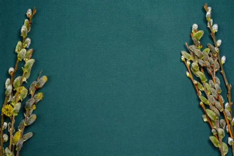On the texture background, the willow branches are laid before Easter, the te Fotos de archivo