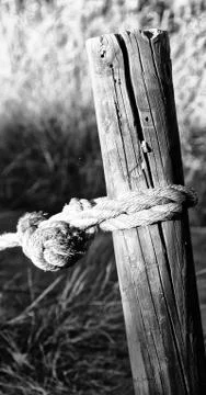 Texture background of a  wood pole Foto stock