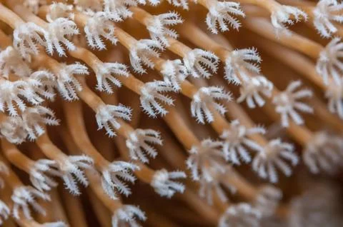 Texture background of xenid polyps Stock Photos