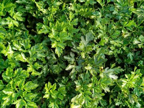 Texture backgrounds of green rocket 写真素材