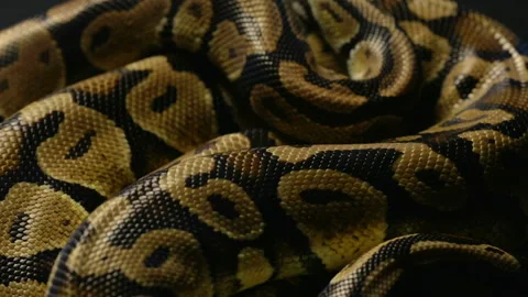 Texture of ball python's snakeskin Stock-Footage 88678624