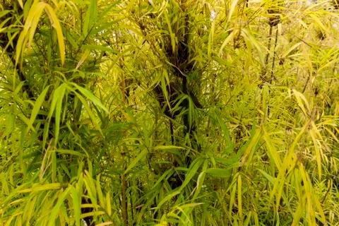 Texture with bamboom foliage, background. Stock Photos