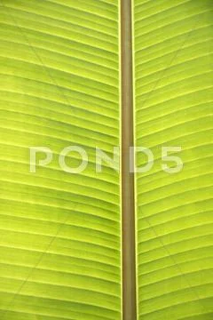 Texture of banana leaf Stock Photos