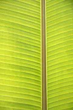Texture of banana leaf Stock Photos